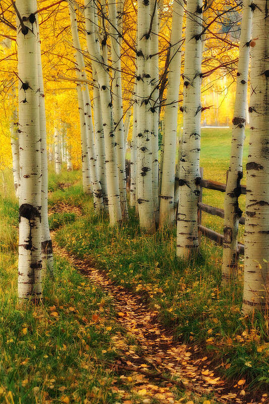 Aspen Poster featuring the photograph Aspen Path by Ronda Kimbrow