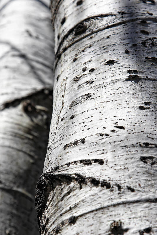 Aspen Poster featuring the photograph Aspen Trunks in Light and Shadow by Lincoln Rogers