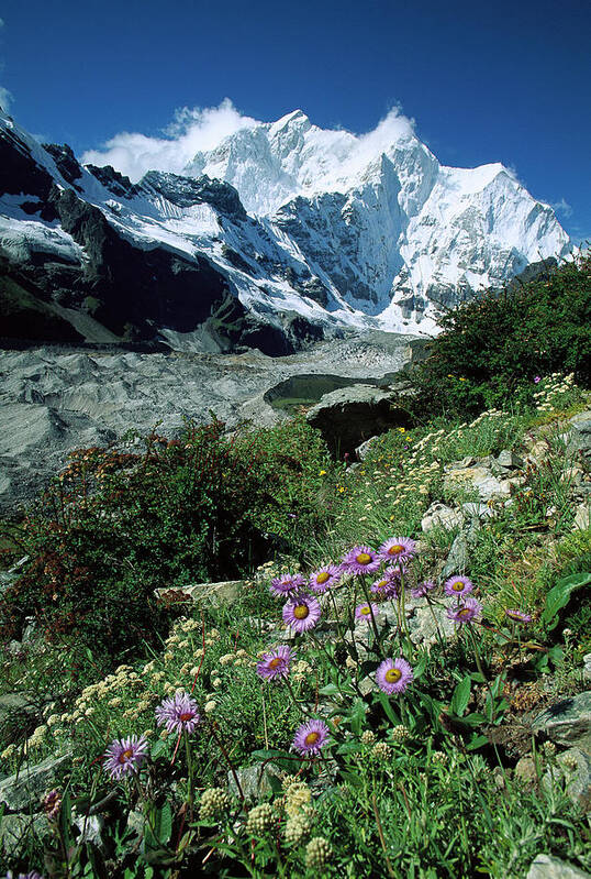 00260106 Poster featuring the photograph Aster Daisies at Mt. Chomolonzo by Colin Monteath