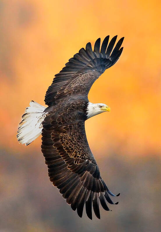 Eagle Photograph Poster featuring the photograph Autumn Eagle by William Jobes