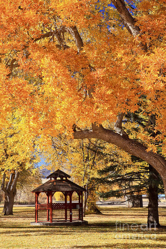 Autumn Poster featuring the photograph Autumn in La Veta by Pattie Calfy