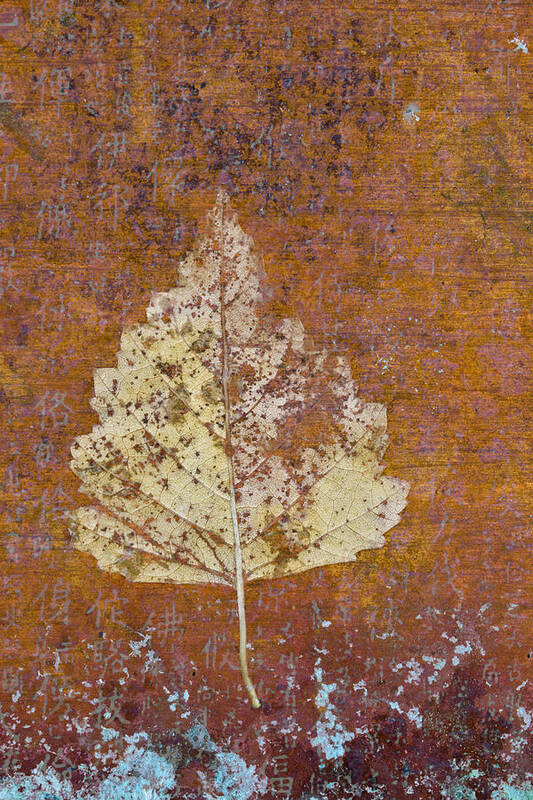 Leaf Poster featuring the photograph Autumn Leaf on Copper by Carol Leigh