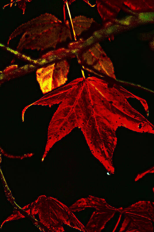 Red Leaves Poster featuring the photograph Autumn Leaves by Lesa Fine