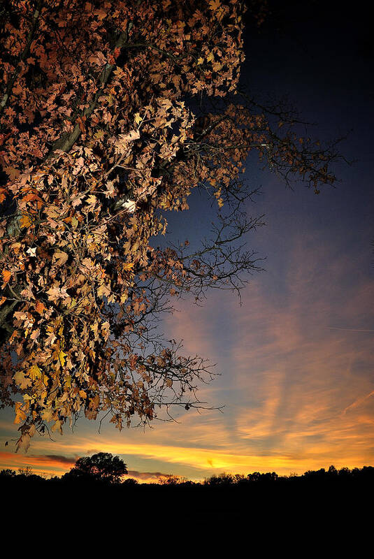 Sky Poster featuring the photograph Autumn Sky and Leaves 2 by George Taylor