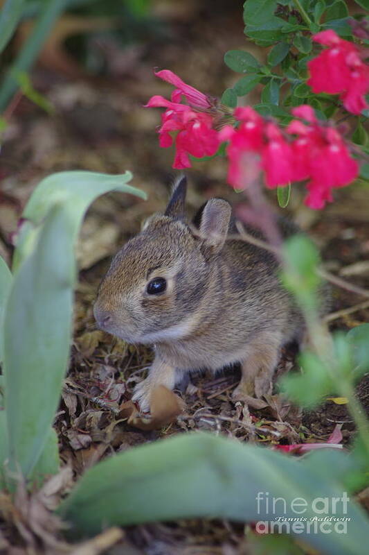 Bunny Poster featuring the photograph Baby Bunny by Tannis Baldwin