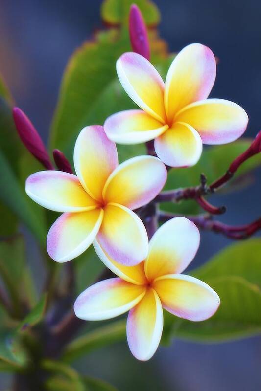 Floral Poster featuring the photograph Backyard Plumeria by Jade Moon