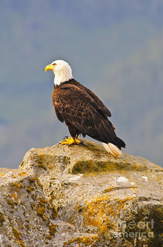 Bald Eagle Poster featuring the photograph Bald Eagle by Edward Kovalsky