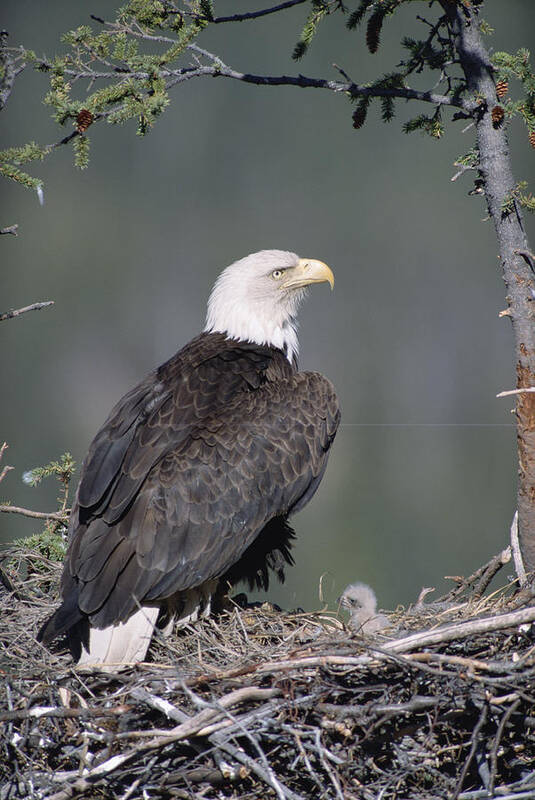Feb0514 Poster featuring the photograph Bald Eagle On Nest With Chick Alaska by Michael Quinton