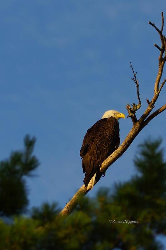 Eagle Poster featuring the photograph Bald Eagle by Steven Clipperton