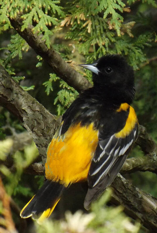 Bird Poster featuring the photograph Baltimore Oriole heres looking atcha by Brenda Brown