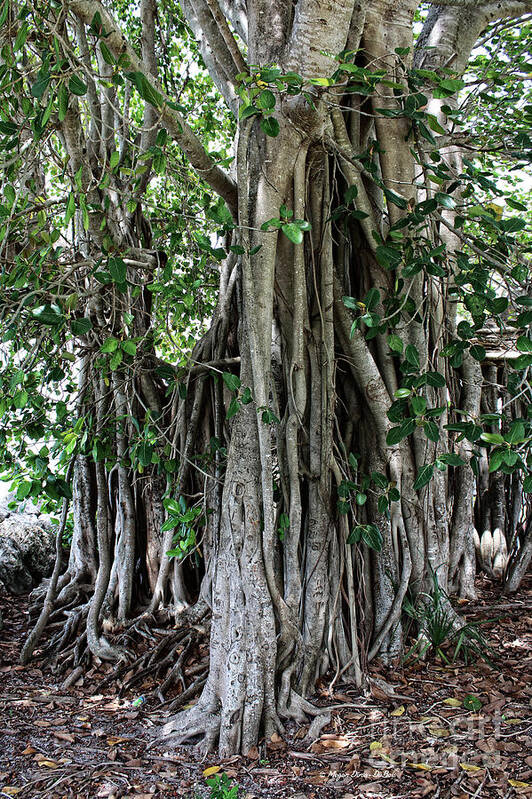 Banyan Tree Poster featuring the photograph Banyan Graffiti No2 by Megan Dirsa-DuBois