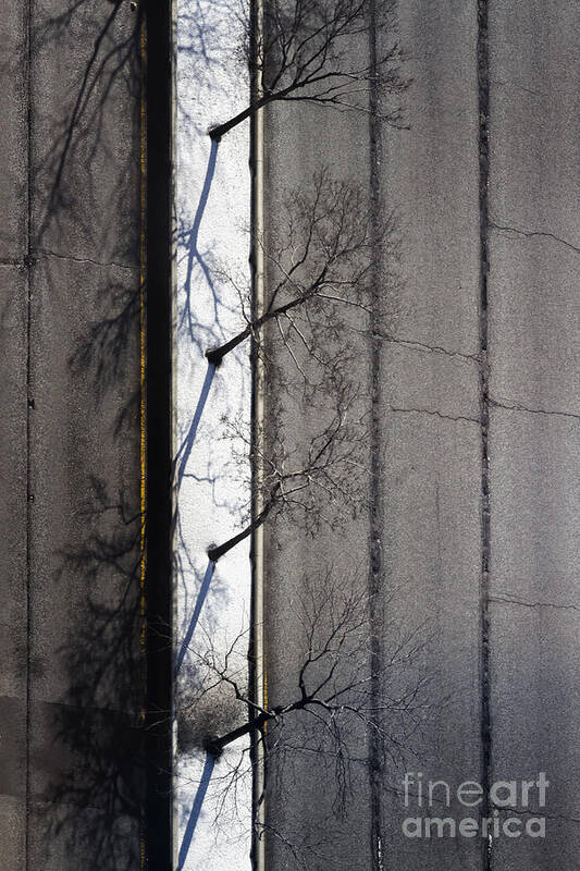 Road Poster featuring the photograph Bare Trees by Margie Hurwich
