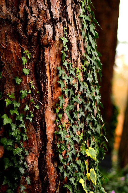 Bark Poster featuring the photograph Bark and Ivy by Jacqui Collett