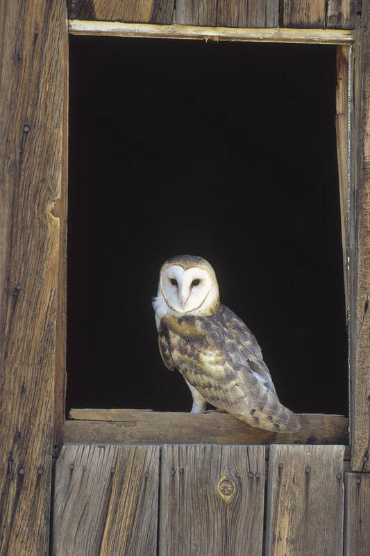 Feb0514 Poster featuring the photograph Barn Owl On Barn Window by Konrad Wothe