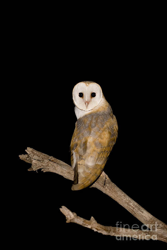 Alertness Poster featuring the photograph Barn Owl Tyto alba by Eyal Bartov