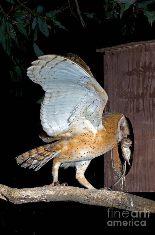 Barn Owl Poster featuring the photograph Barn Owl With Rat by Anthony Mercieca