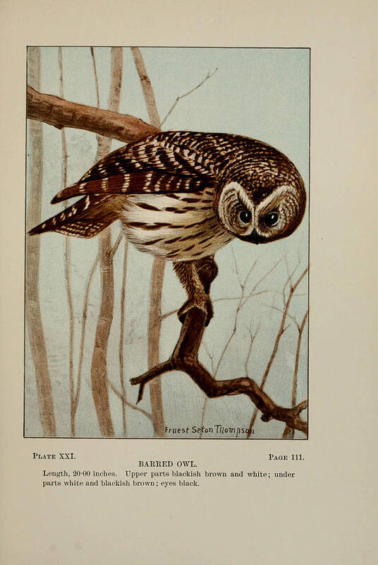 Barred Poster featuring the painting Barred Owl by Philip Ralley