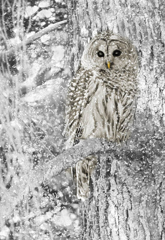 Owl Poster featuring the photograph Barred Owl Snowy Day in the Forest by Jennie Marie Schell