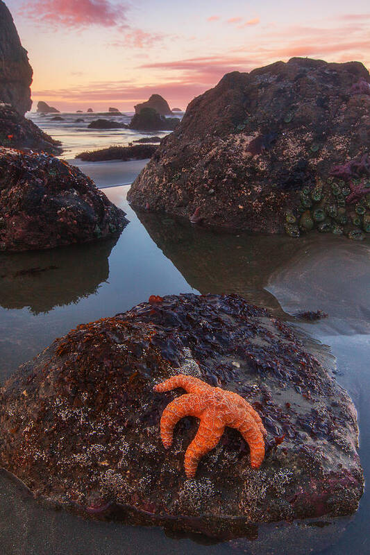 Southern Oregon Coast Poster featuring the photograph Battle Rock Sunrise by Darren White