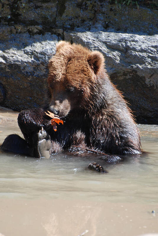 Bear Poster featuring the photograph Bear Cub by DejaVu Designs