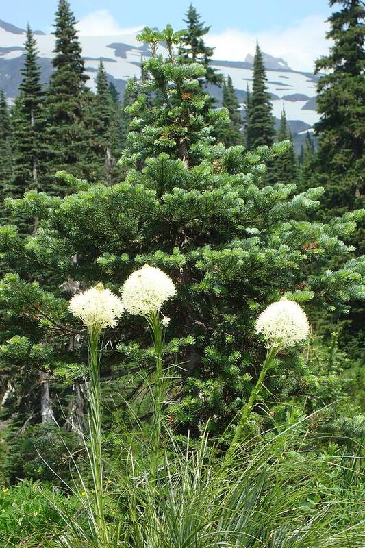 Beargrass Poster featuring the photograph Beargrass by Susan Woodward