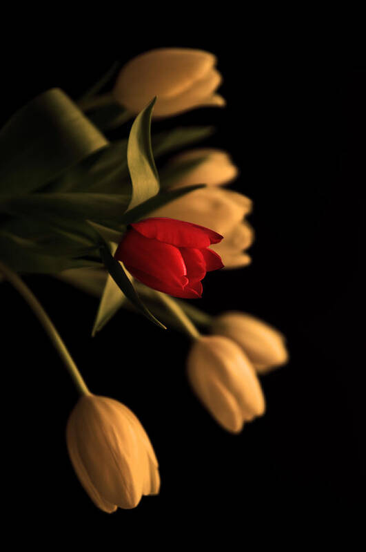 Tulip Poster featuring the photograph Beautiful clear bronzed effect tulip bouquet by Matthew Gibson