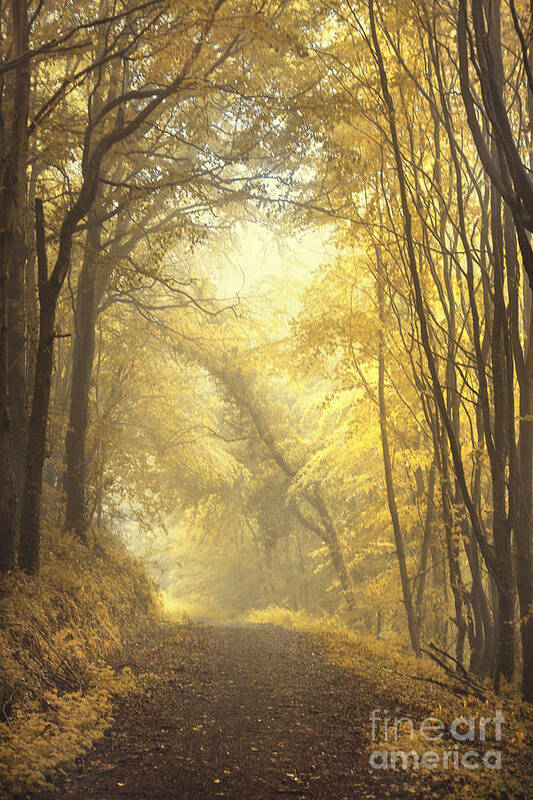 Alley Poster featuring the photograph Beautiful Fall by Evelina Kremsdorf