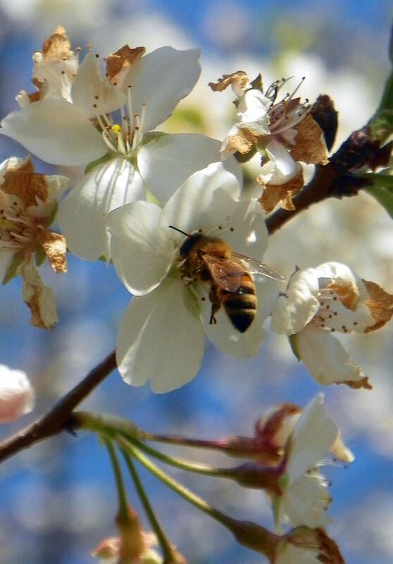 Blooming Pear Poster featuring the photograph Bee and Pear Blooms by Sheri McLeroy