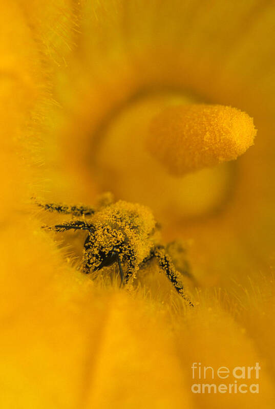 Bee Poster featuring the photograph Bee in Pollen by Chris Scroggins