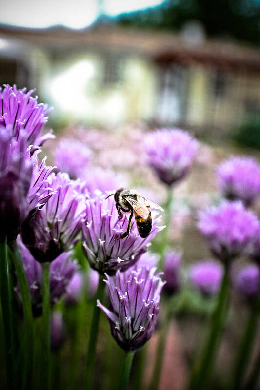 Bee Poster featuring the photograph Bee in the Chives by Joel Loftus