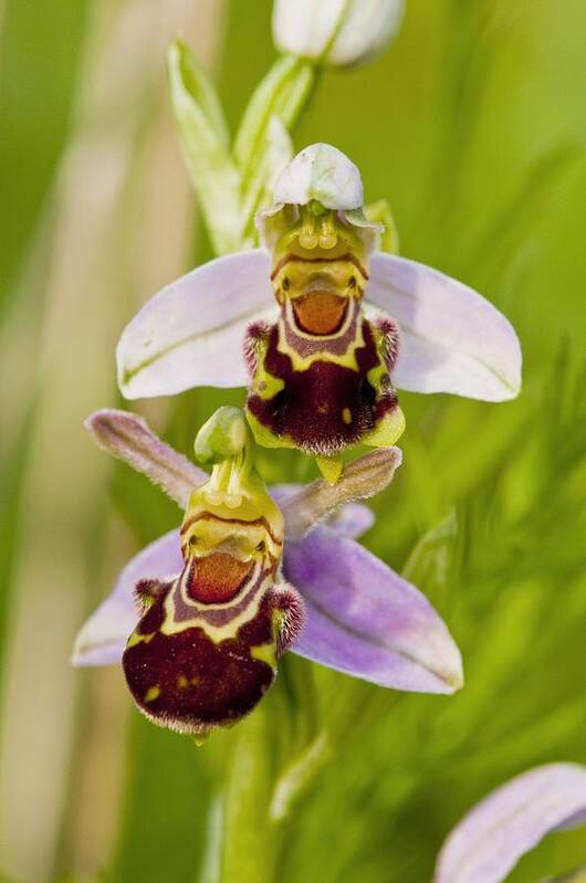 Europe Poster featuring the photograph Bee Orchid (Ophrys apifera) in flower by Science Photo Library