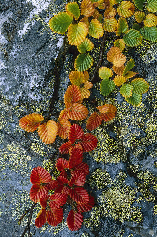 Feb0514 Poster featuring the photograph Beech Leaves In Fall Colors Tasmania by Grant Dixon