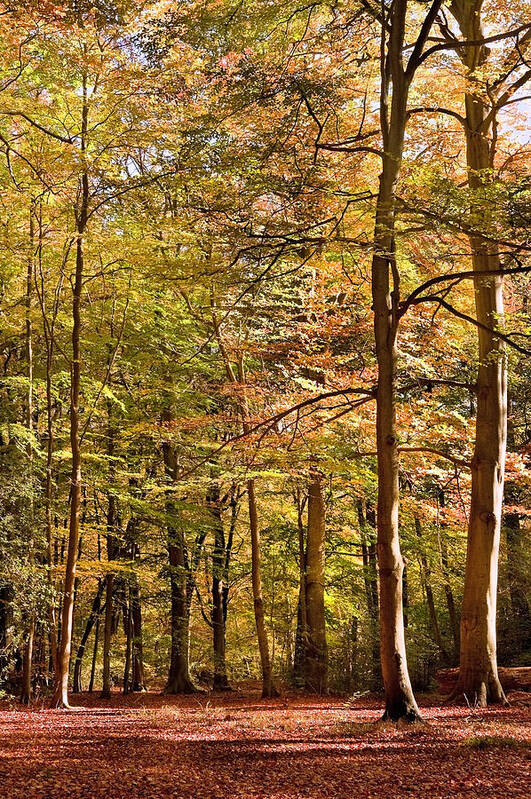 Landscape Poster featuring the photograph Beeches by Matthew Gibson