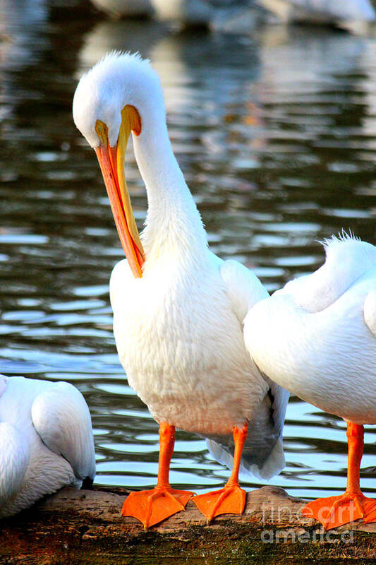 American White Pelican Poster featuring the photograph Being A Pelican by Kathy White