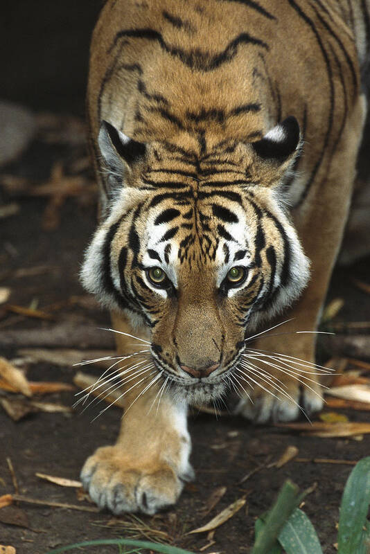 Feb0514 Poster featuring the photograph Bengal Tiger Approaching by San Diego Zoo