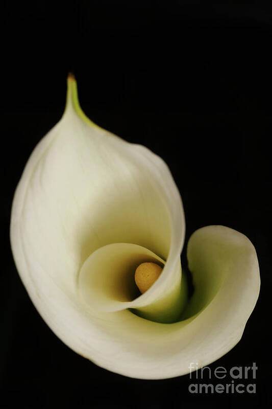 Calla Poster featuring the photograph Big Bold Calla Lily on black by Linda Matlow