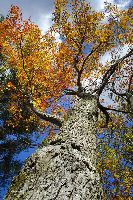 Fall Poster featuring the photograph Maple Tree In Fall by Christina Rollo