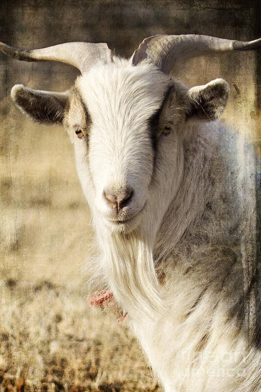 Goat Poster featuring the photograph Billy Goat by Pam Holdsworth