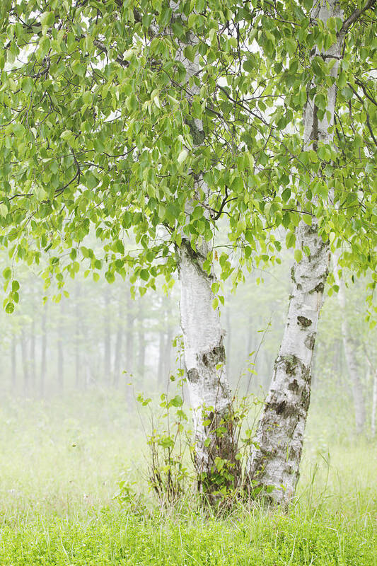 Forest Poster featuring the photograph Birch Trees In Fog Thunder Bay Ontario by Susan Dykstra