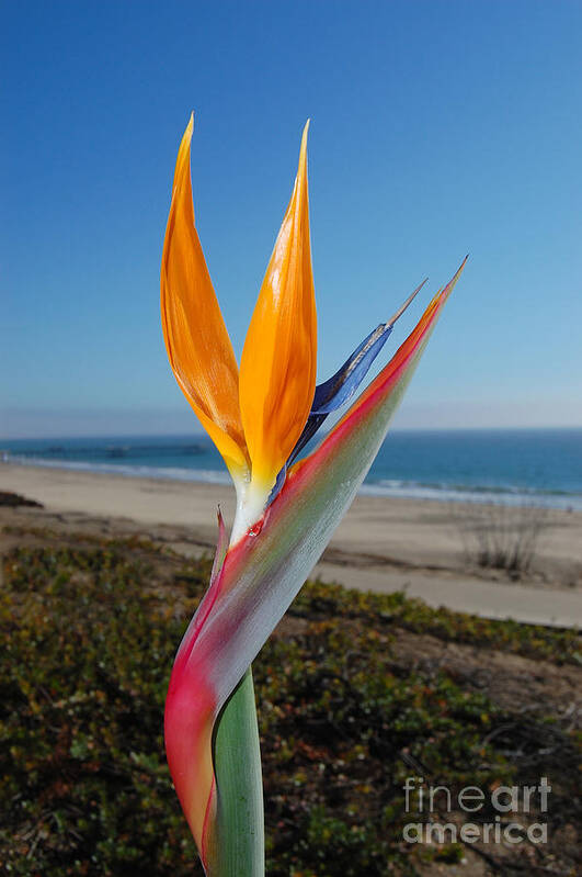 Bird Of Paradise Poster featuring the photograph Bird of Paradise at Pismo Beach by Debra Thompson