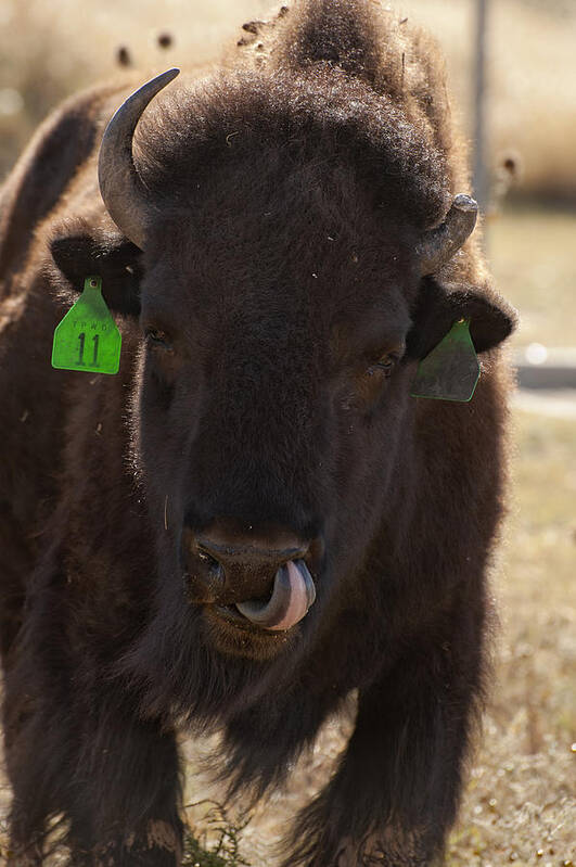 Animals Art Poster featuring the photograph Bison One Horn Tongue in Nose by Melany Sarafis