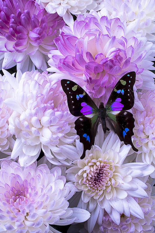 Pink Poster featuring the photograph Black and purple butterfly on mums by Garry Gay