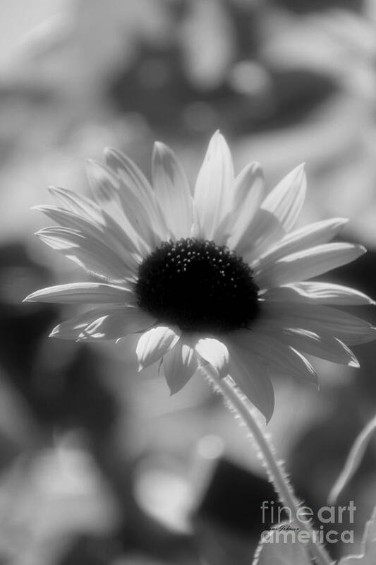 Sunflowers Poster featuring the photograph Black and white Sunflower by Yumi Johnson
