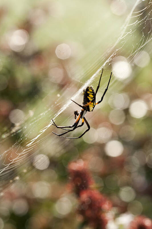 Black And Yellow Argiope Poster featuring the photograph Black and Yellow Argiope Spider on Web by Kathy Clark