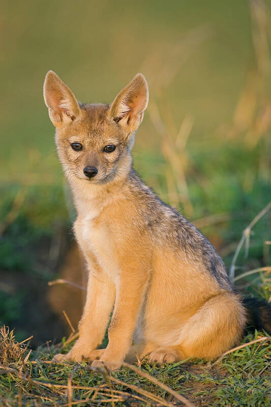 00784172 Poster featuring the photograph Black-backed Jackal Canis Mesomelas by Suzi Eszterhas