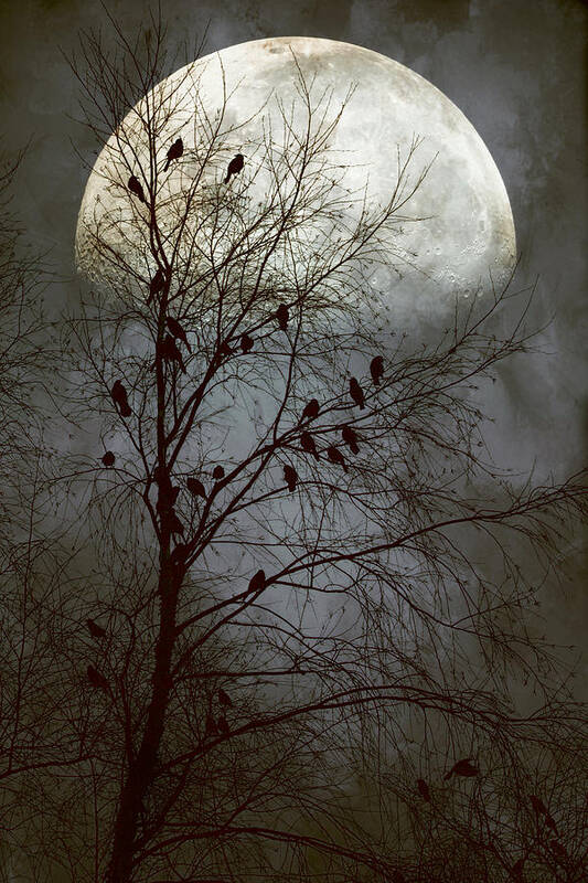 #birds Poster featuring the photograph Black Birds Singing in the dead of night by John Rivera