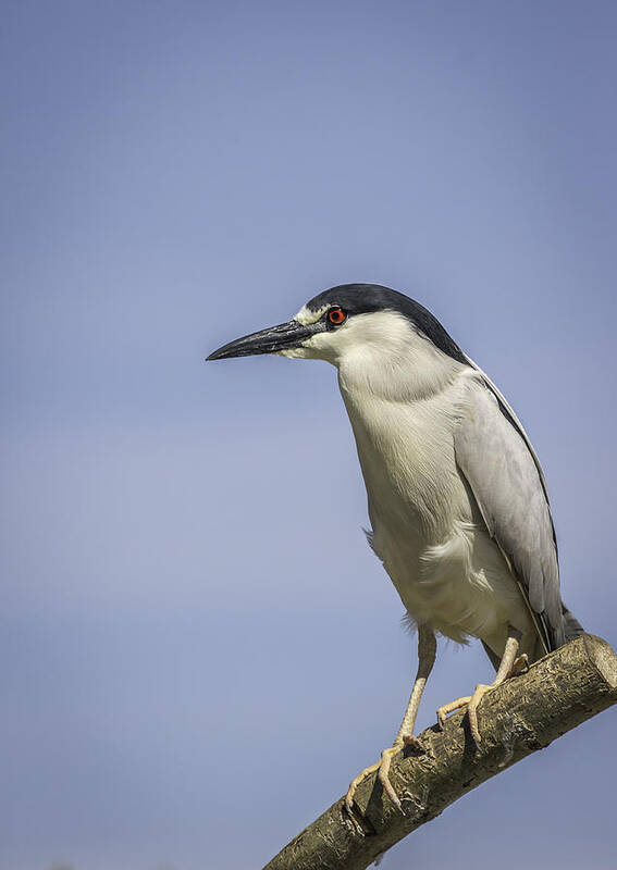 Black-crowned Night Heron Poster featuring the photograph Black-crowned Night Heron by Thomas Young