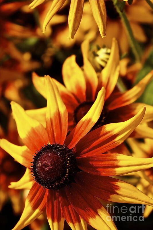 Flowers Poster featuring the photograph Black Eyed Susan by Linda Bianic