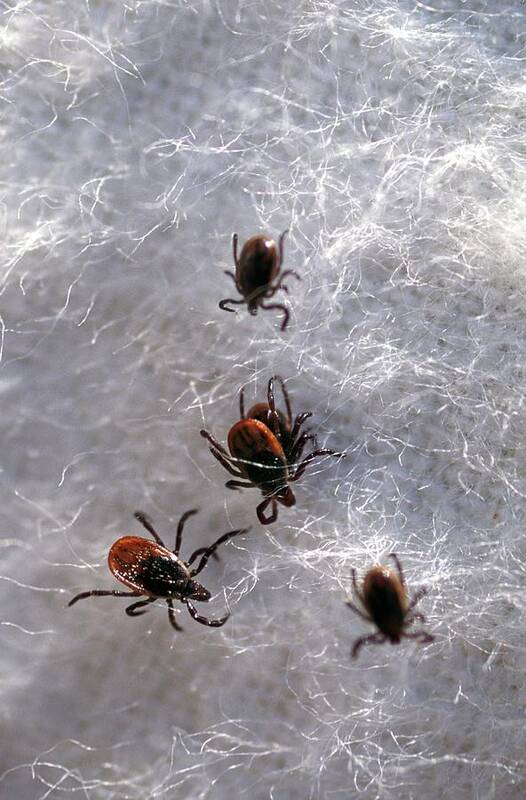 Black-legged Tick Poster featuring the photograph Black-legged Ticks by Keith Weller/us Department Of Agriculture