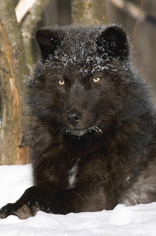 535808 Poster featuring the photograph Black Timber Wolf In Snow by Steve Gettle
